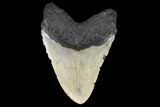 Huge, Fossil Megalodon Tooth - North Carolina #124323-2